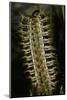 Thaumetopoea Pityocampa (Pine Processionary Moth) - Caterpillars Feeding on Needle-Paul Starosta-Mounted Photographic Print