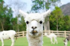 Close up of White Alpaca Looking Straight ahead in the Beautiful Green Meadow, it's Curious Cute Ey-thaweerat-Photographic Print