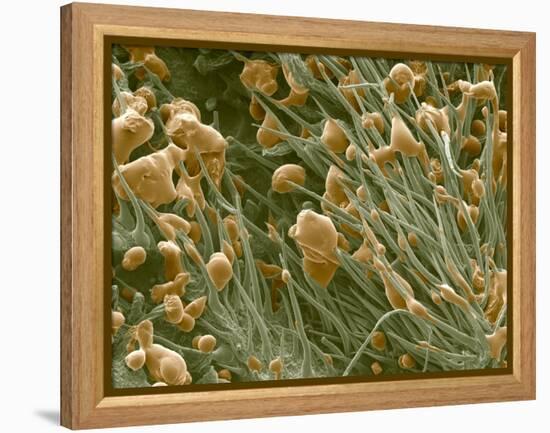 THC Cannabis Drug Crystals-Steve Gschmeissner-Framed Premier Image Canvas