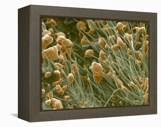 THC Cannabis Drug Crystals-Steve Gschmeissner-Framed Premier Image Canvas