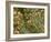 THC Cannabis Drug Crystals-Steve Gschmeissner-Framed Photographic Print