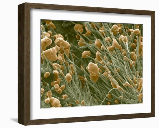 THC Cannabis Drug Crystals-Steve Gschmeissner-Framed Photographic Print