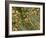 THC Cannabis Drug Crystals-Steve Gschmeissner-Framed Photographic Print