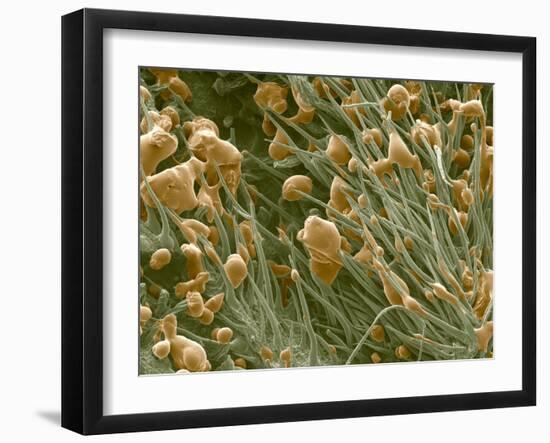 THC Cannabis Drug Crystals-Steve Gschmeissner-Framed Photographic Print