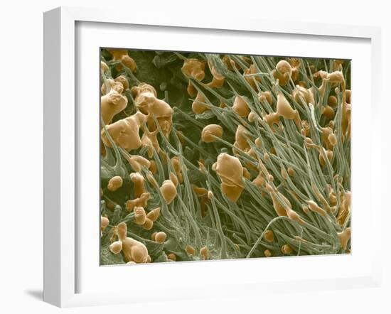 THC Cannabis Drug Crystals-Steve Gschmeissner-Framed Photographic Print