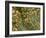 THC Cannabis Drug Crystals-Steve Gschmeissner-Framed Photographic Print