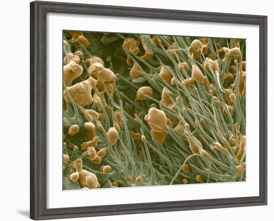 THC Cannabis Drug Crystals-Steve Gschmeissner-Framed Photographic Print