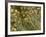 THC Cannabis Drug Crystals-Steve Gschmeissner-Framed Photographic Print