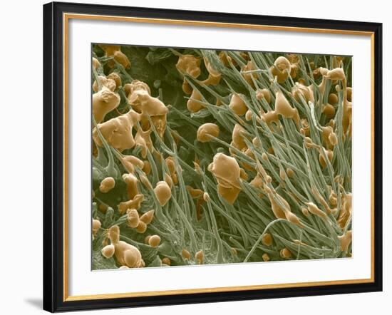 THC Cannabis Drug Crystals-Steve Gschmeissner-Framed Photographic Print