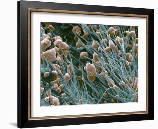 THC Cannabis Drug Crystals-Steve Gschmeissner-Framed Photographic Print