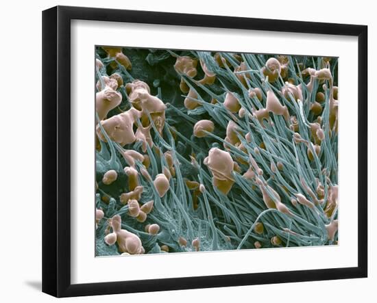 THC Cannabis Drug Crystals-Steve Gschmeissner-Framed Photographic Print