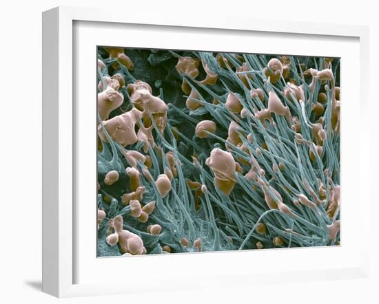 THC Cannabis Drug Crystals-Steve Gschmeissner-Framed Photographic Print