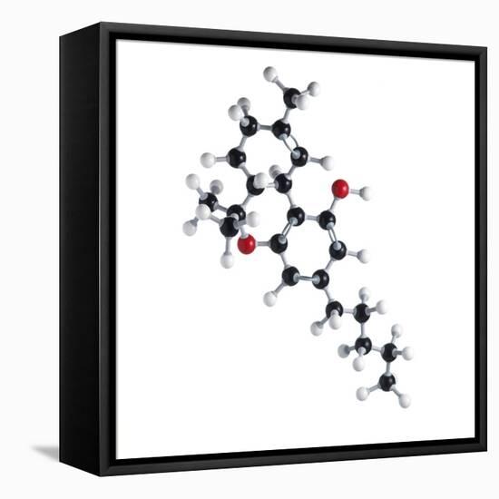 THC Drug Molecule-Science Photo Library-Framed Premier Image Canvas
