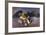 The Abduction of Ganymede by Jupiter Disguised as an Eagle-Antonio Domenico Gabbiani-Framed Giclee Print