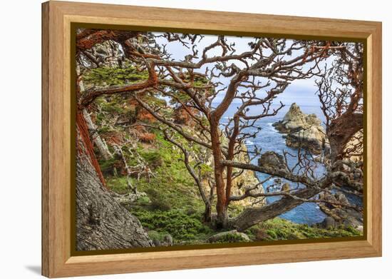The Abstract And Twisted Lines Of Cypress Branches In Point Lobos State Reserve Near Monterey, CA-Jay Goodrich-Framed Premier Image Canvas