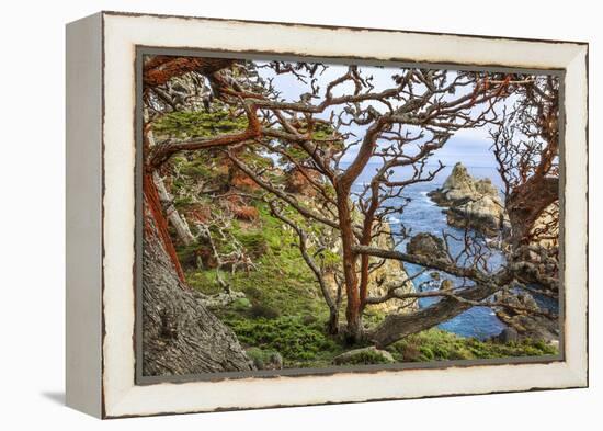 The Abstract And Twisted Lines Of Cypress Branches In Point Lobos State Reserve Near Monterey, CA-Jay Goodrich-Framed Premier Image Canvas