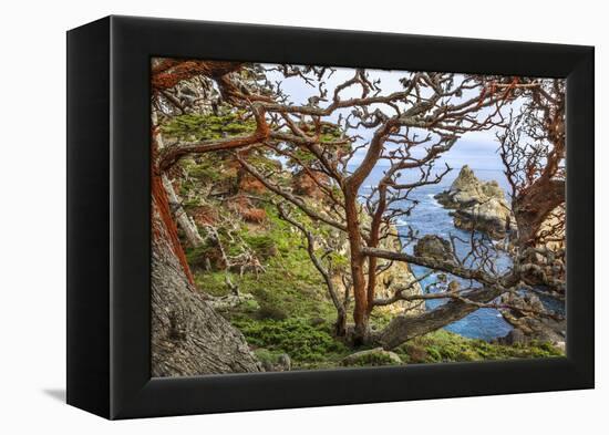 The Abstract And Twisted Lines Of Cypress Branches In Point Lobos State Reserve Near Monterey, CA-Jay Goodrich-Framed Premier Image Canvas