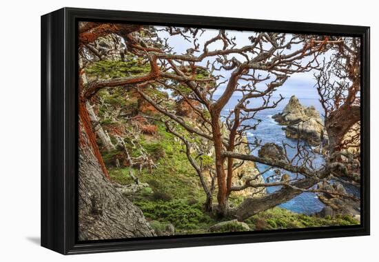 The Abstract And Twisted Lines Of Cypress Branches In Point Lobos State Reserve Near Monterey, CA-Jay Goodrich-Framed Premier Image Canvas