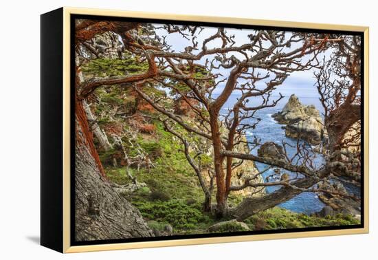 The Abstract And Twisted Lines Of Cypress Branches In Point Lobos State Reserve Near Monterey, CA-Jay Goodrich-Framed Premier Image Canvas