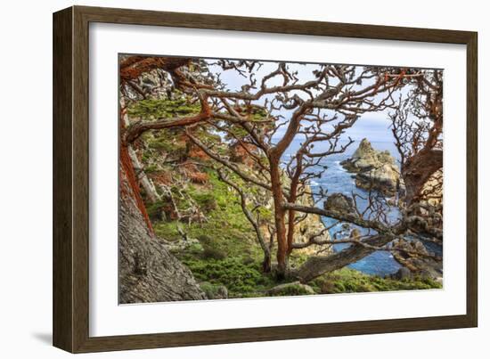 The Abstract And Twisted Lines Of Cypress Branches In Point Lobos State Reserve Near Monterey, CA-Jay Goodrich-Framed Photographic Print