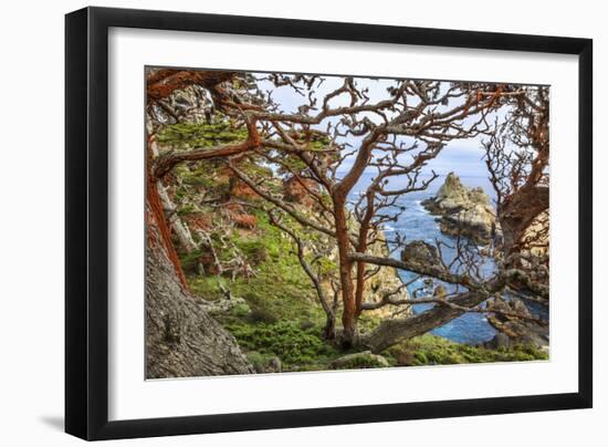 The Abstract And Twisted Lines Of Cypress Branches In Point Lobos State Reserve Near Monterey, CA-Jay Goodrich-Framed Photographic Print