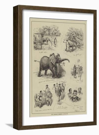 The Abyssinian Elephant at the Zoo-null-Framed Giclee Print