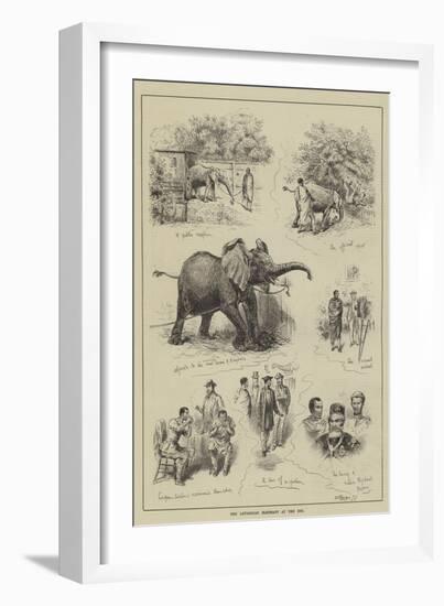 The Abyssinian Elephant at the Zoo-null-Framed Giclee Print