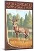 The Adirondacks, New York State - White Tailed Deer Buck-Lantern Press-Mounted Art Print