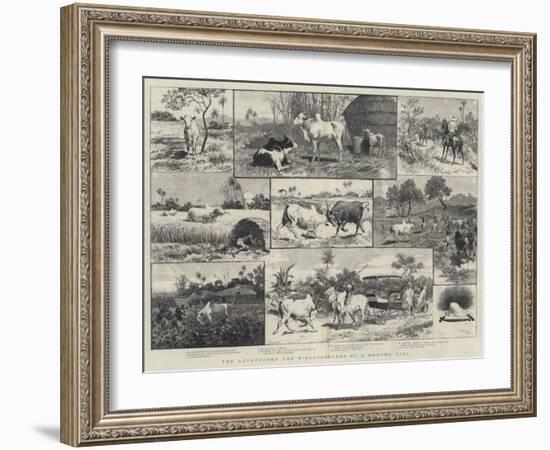 The Adventures and Misadventures of a Brahma Bull-Adrien Emmanuel Marie-Framed Giclee Print