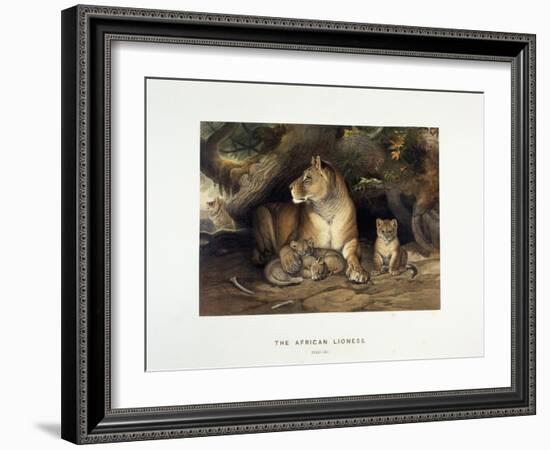 The African Lioness, C.1880-1883-null-Framed Giclee Print