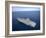 The Aircraft Carrier USS Carl Vinson in the Pacific Ocean-Stocktrek Images-Framed Photographic Print