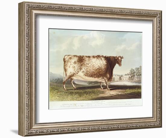 The Airedale Heifer, Engraved by R. Reeve, 1820-John Bradley-Framed Giclee Print