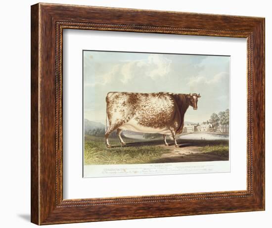 The Airedale Heifer, Engraved by R. Reeve, 1820-John Bradley-Framed Giclee Print