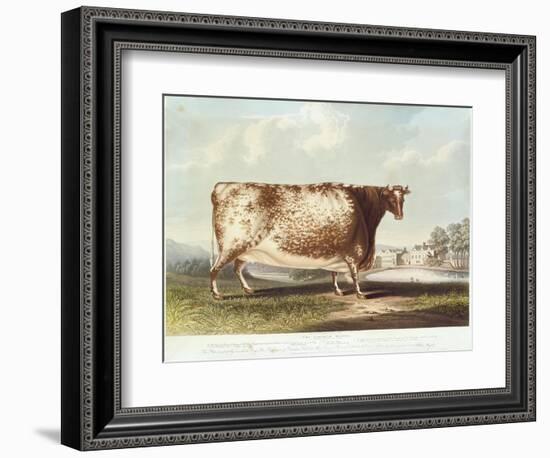 The Airedale Heifer, Engraved by R. Reeve, 1820-John Bradley-Framed Giclee Print