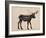 The Alaskan Bull Moose-Davies Babies-Framed Art Print