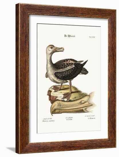 The Albatross, 1749-73-George Edwards-Framed Giclee Print