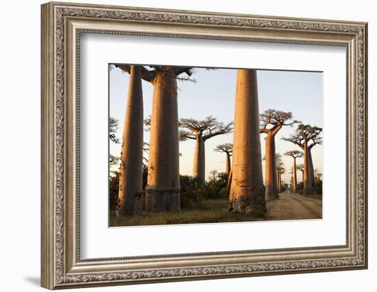 The Alley of the Baobabs (Avenue de Baobabs), Between Morondava and Belon'I Tsiribihina, Madagascar-J P De Manne-Framed Photographic Print