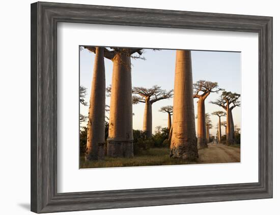 The Alley of the Baobabs (Avenue de Baobabs), Between Morondava and Belon'I Tsiribihina, Madagascar-J P De Manne-Framed Photographic Print