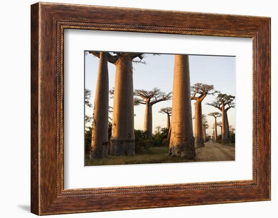 The Alley of the Baobabs (Avenue de Baobabs), Between Morondava and Belon'I Tsiribihina, Madagascar-J P De Manne-Framed Photographic Print