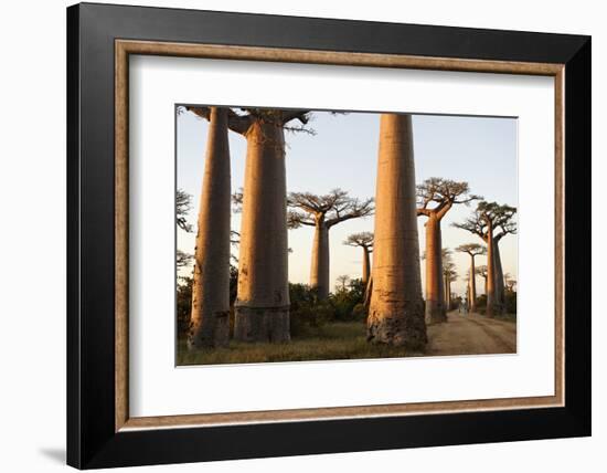 The Alley of the Baobabs (Avenue de Baobabs), Between Morondava and Belon'I Tsiribihina, Madagascar-J P De Manne-Framed Photographic Print