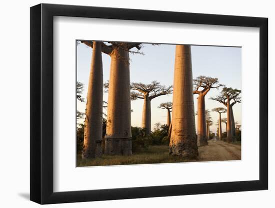 The Alley of the Baobabs (Avenue de Baobabs), Between Morondava and Belon'I Tsiribihina, Madagascar-J P De Manne-Framed Photographic Print