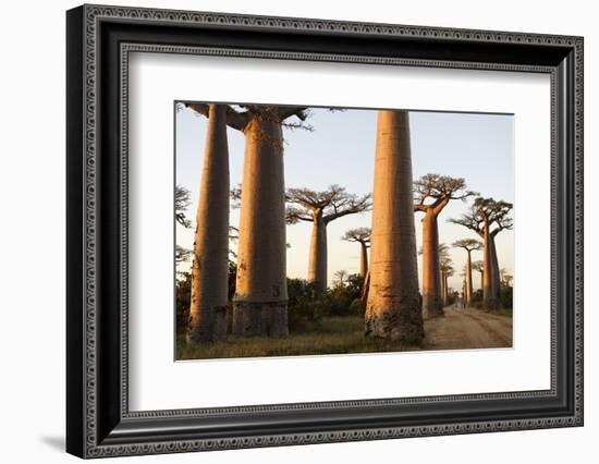 The Alley of the Baobabs (Avenue de Baobabs), Between Morondava and Belon'I Tsiribihina, Madagascar-J P De Manne-Framed Photographic Print