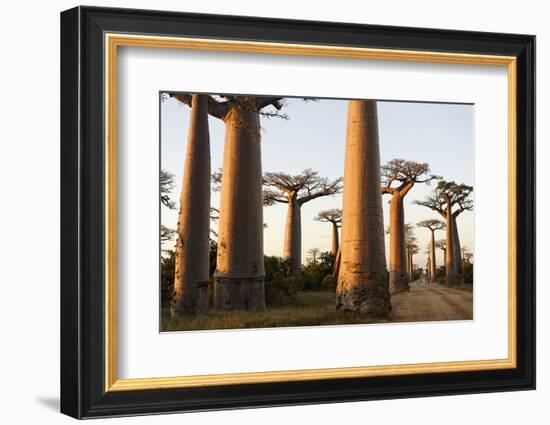 The Alley of the Baobabs (Avenue de Baobabs), Between Morondava and Belon'I Tsiribihina, Madagascar-J P De Manne-Framed Photographic Print