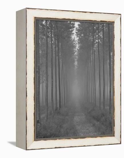 the Alley-Doug Chinnery-Framed Premier Image Canvas