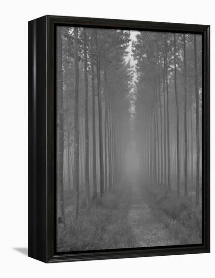 the Alley-Doug Chinnery-Framed Premier Image Canvas