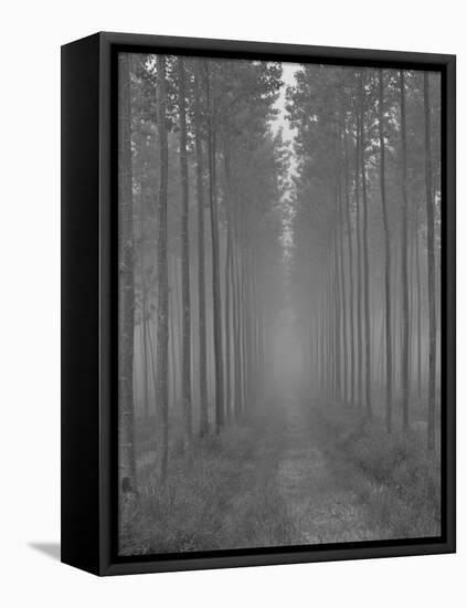 the Alley-Doug Chinnery-Framed Premier Image Canvas