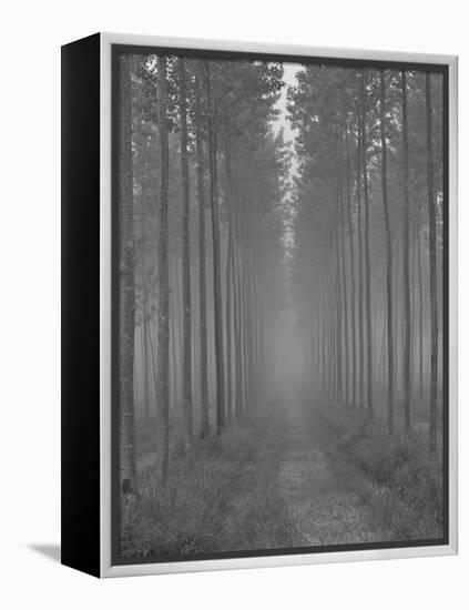 the Alley-Doug Chinnery-Framed Premier Image Canvas