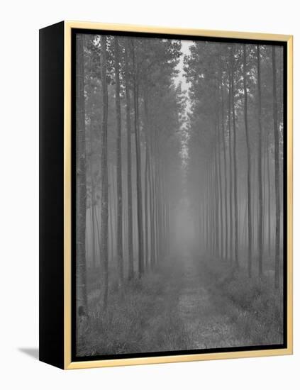 the Alley-Doug Chinnery-Framed Premier Image Canvas