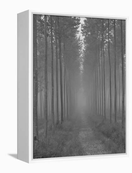 the Alley-Doug Chinnery-Framed Premier Image Canvas
