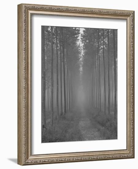 the Alley-Doug Chinnery-Framed Photographic Print